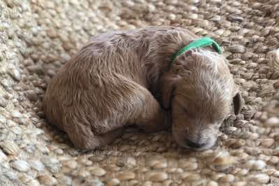 Age; 2 wks