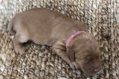 Age; 2 wks