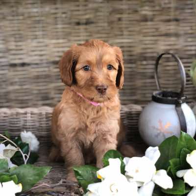 Age; 6 wks