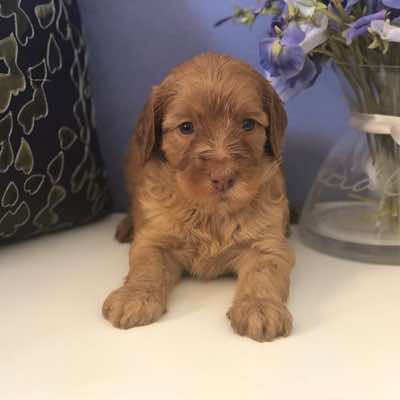 Age; 4 wks