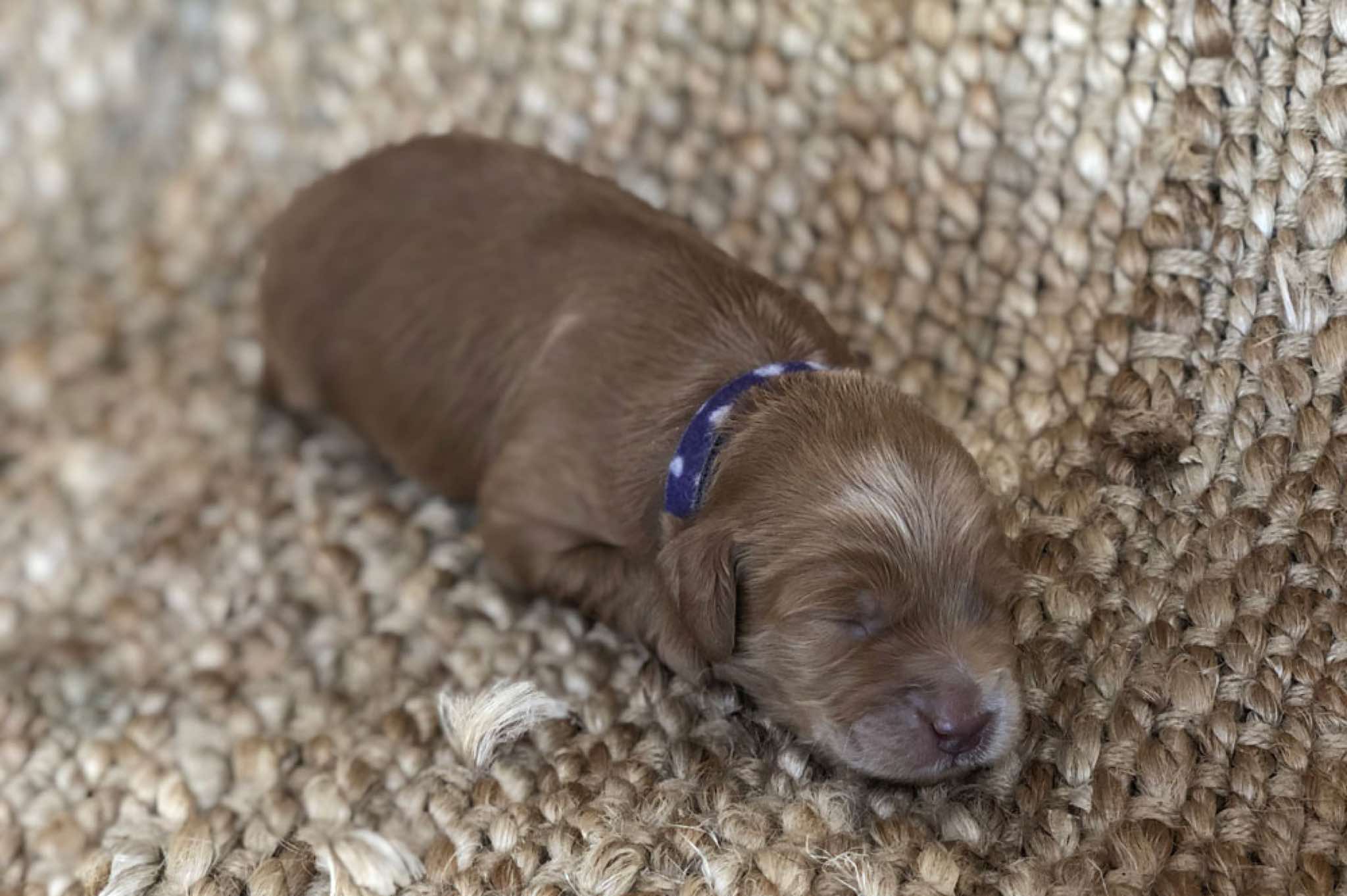 Age; 2 wks