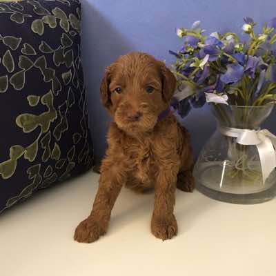 Age; 4 wks