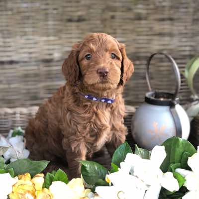 Age; 6 wks