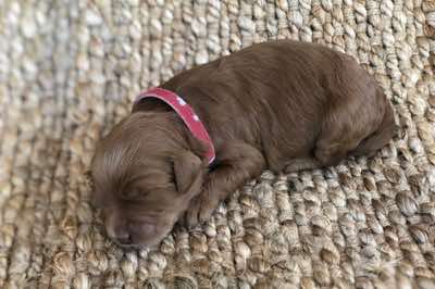 Age: 2 wks