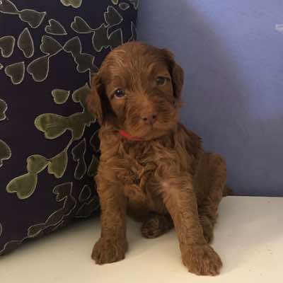 Age: 4 wks