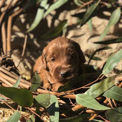 4 wks