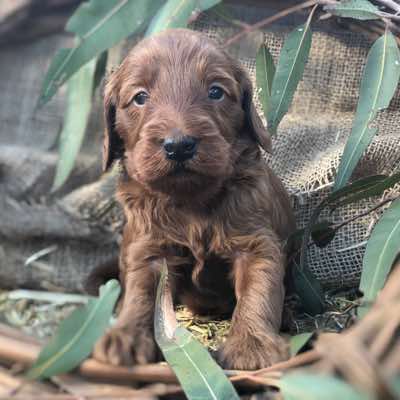 4 wks