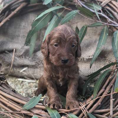 4 wks